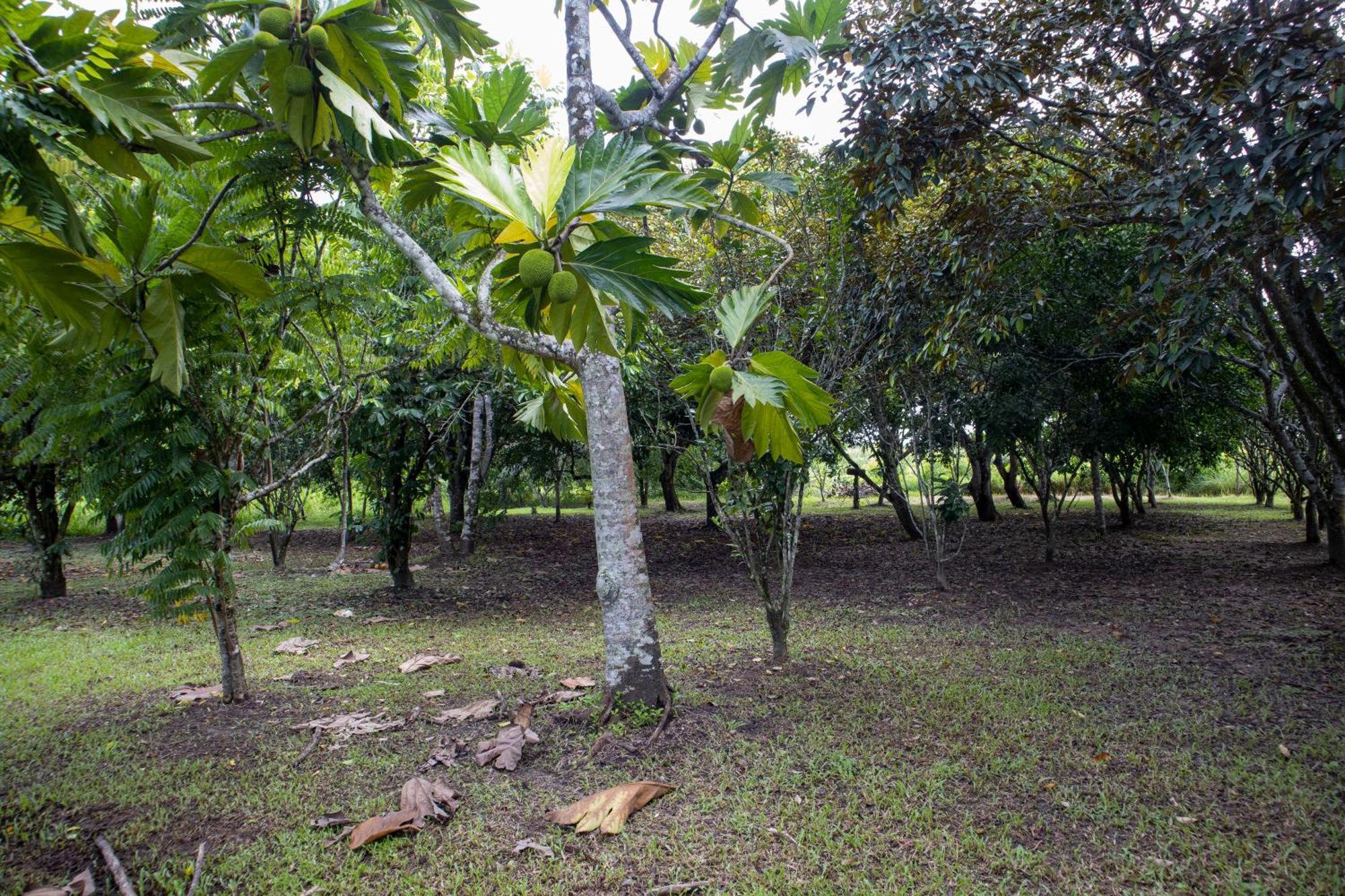 Sabajo Appartement Verhuur Paramaribo Buitenkant foto